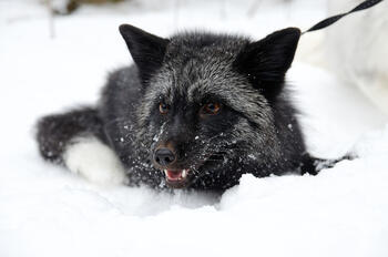 Picture of a silver fox that I thinks represents my werefox theriotype well
