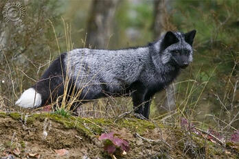 Picture of a silver fox that I thinks represents my werefox theriotype well